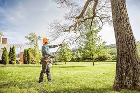 Tree and Shrub Care in Clermont, IN